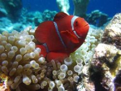 Bunaken during decompression stop.
Sony Cybershot P9 cam... by Yves Antoniazzo 